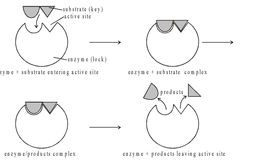 Mechanism of Enzyme Action